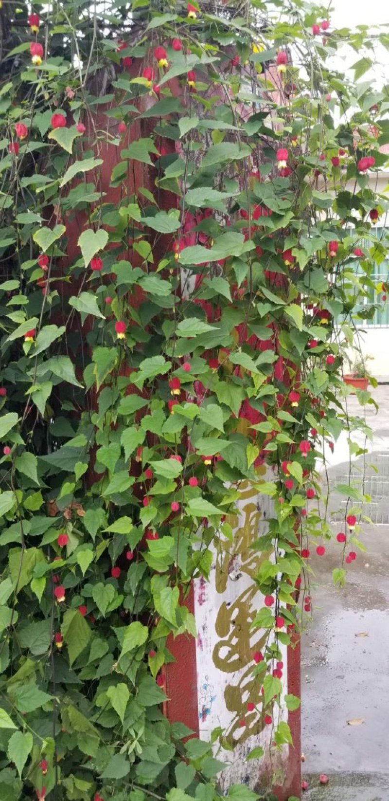 四季开花的灯笼花（风铃花）花量丰富量大从优
