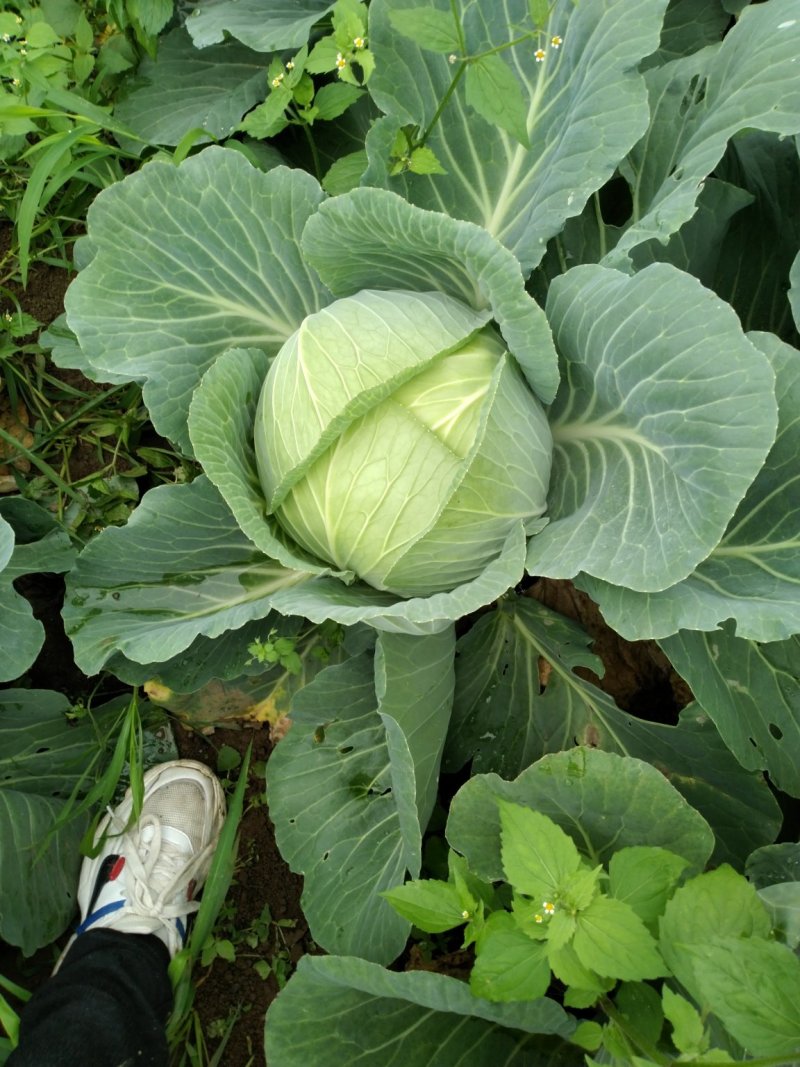 包菜