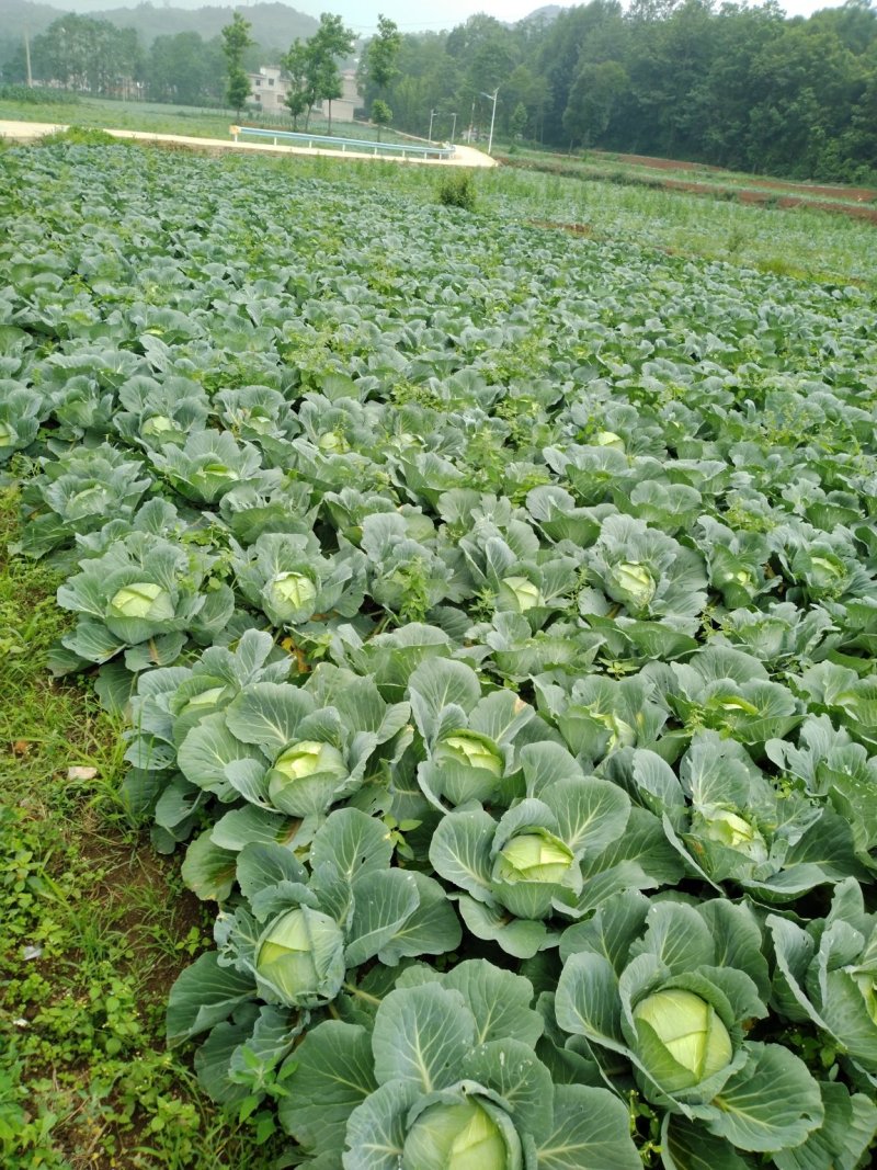 包菜