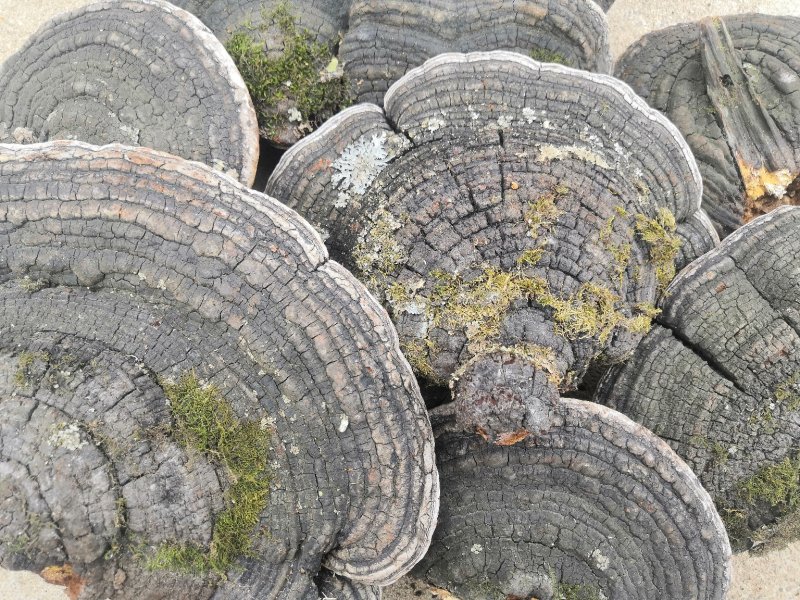 长白山地区野生裂蹄褐层孔菌