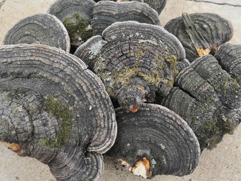 长白山地区野生裂蹄褐层孔菌