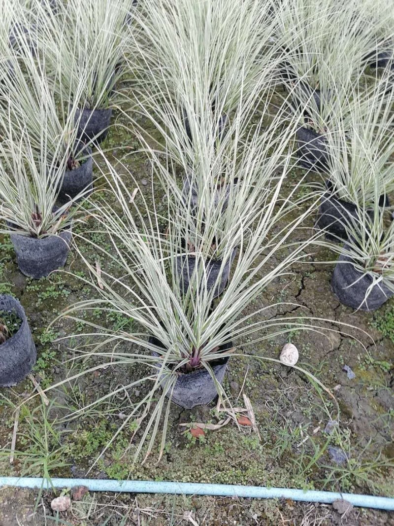 花叶芦苇，大杯苗，株高70-90公分，成都货源
