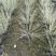 花叶芦苇，大杯苗，株高70-90公分，成都货源