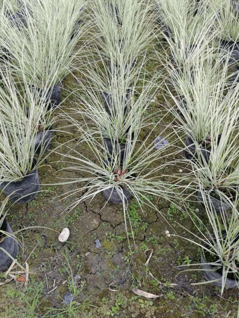 花叶芦苇，大杯苗，株高70-90公分，成都货源