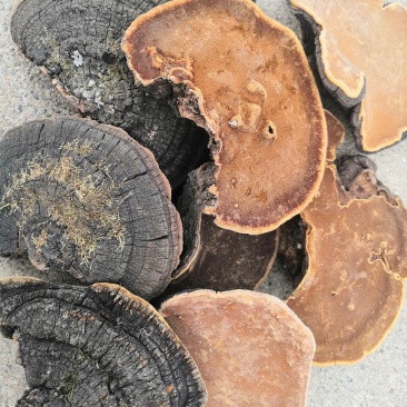 长白山地区优质野生暴马桑黄