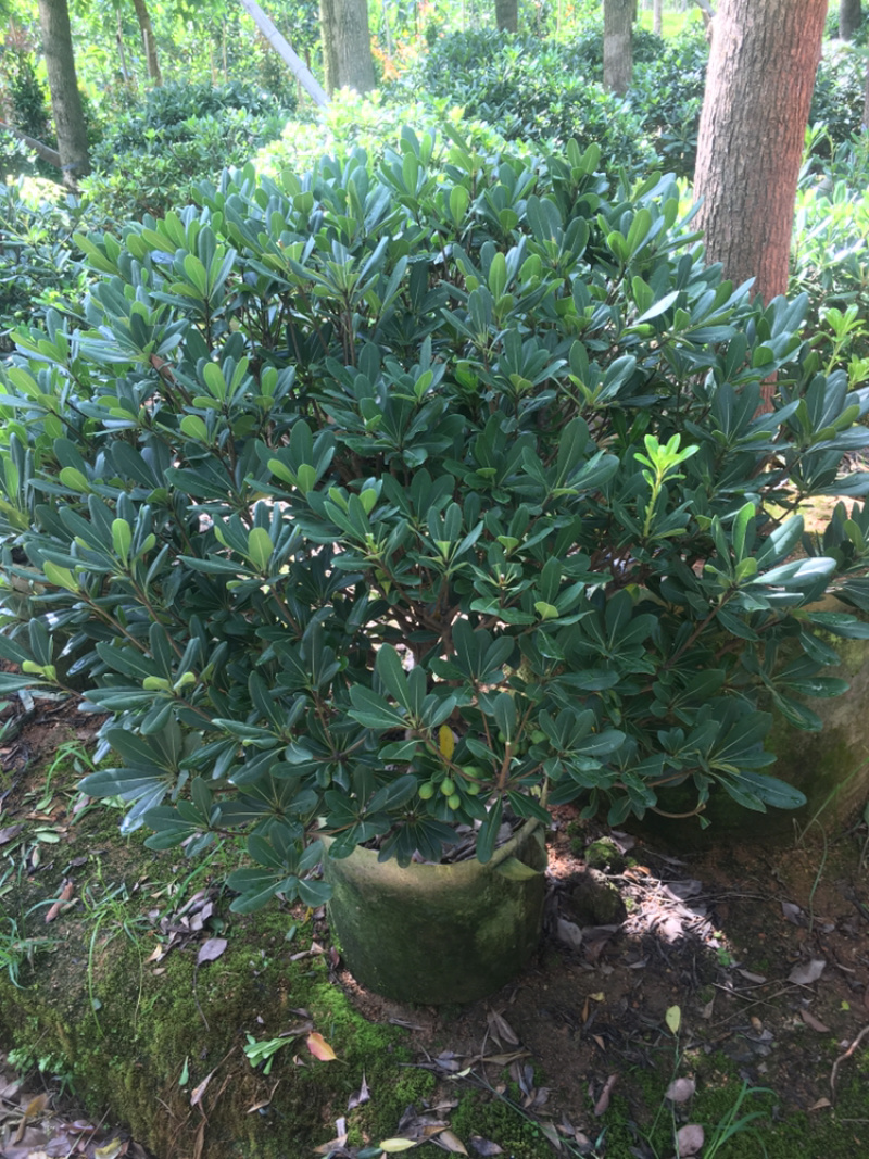 海桐120*120海桐球