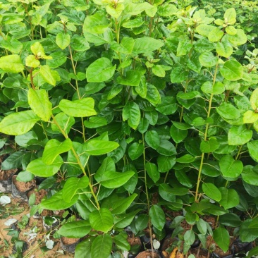 红花荷红苞木大袋杯苗70公分起