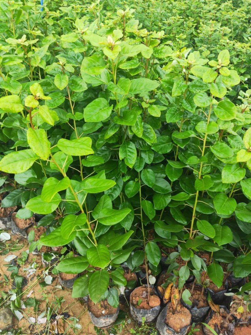 红花荷红苞木大袋杯苗70公分起