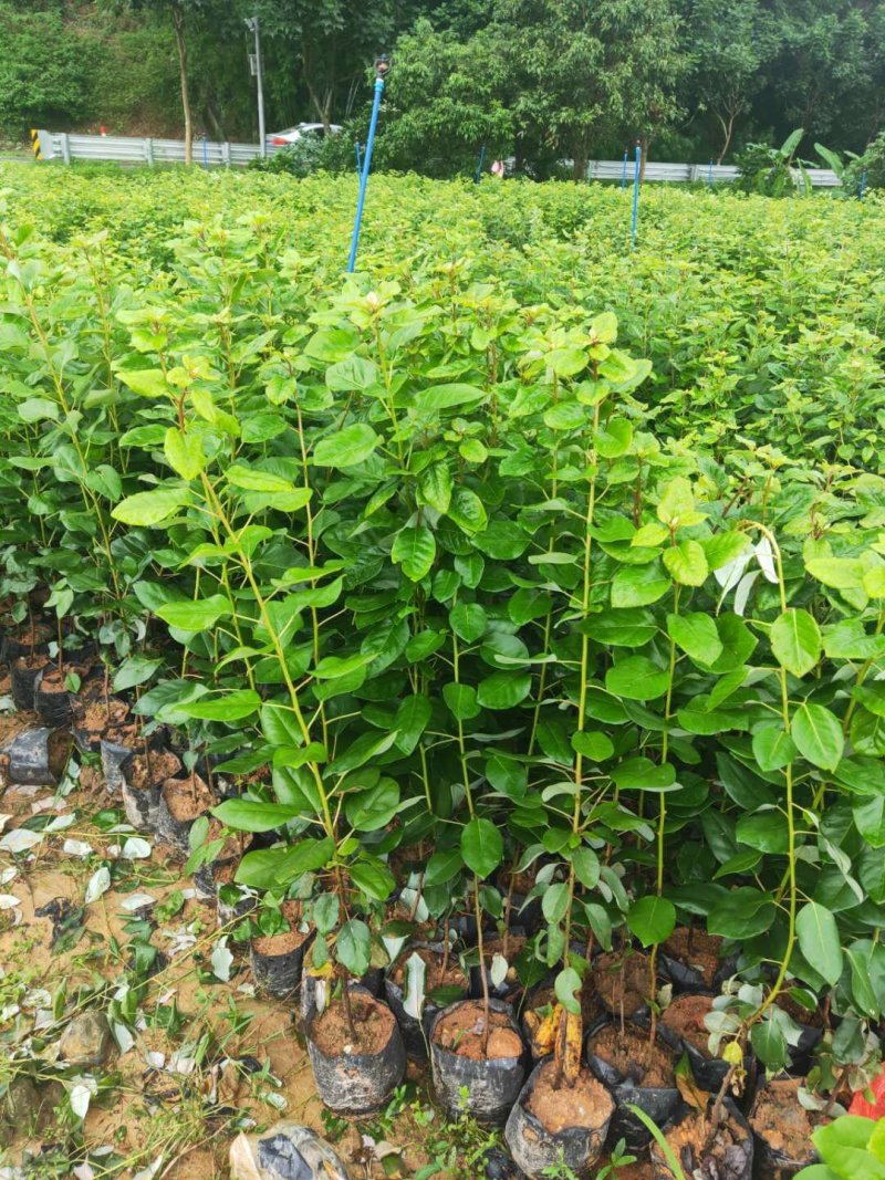 红花荷红苞木大袋杯苗70公分起