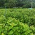 红花荷红苞木大袋杯苗70公分起