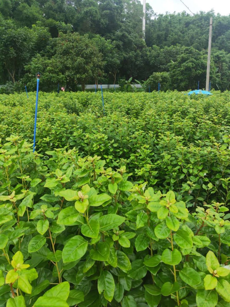 红花荷红苞木大袋杯苗70公分起