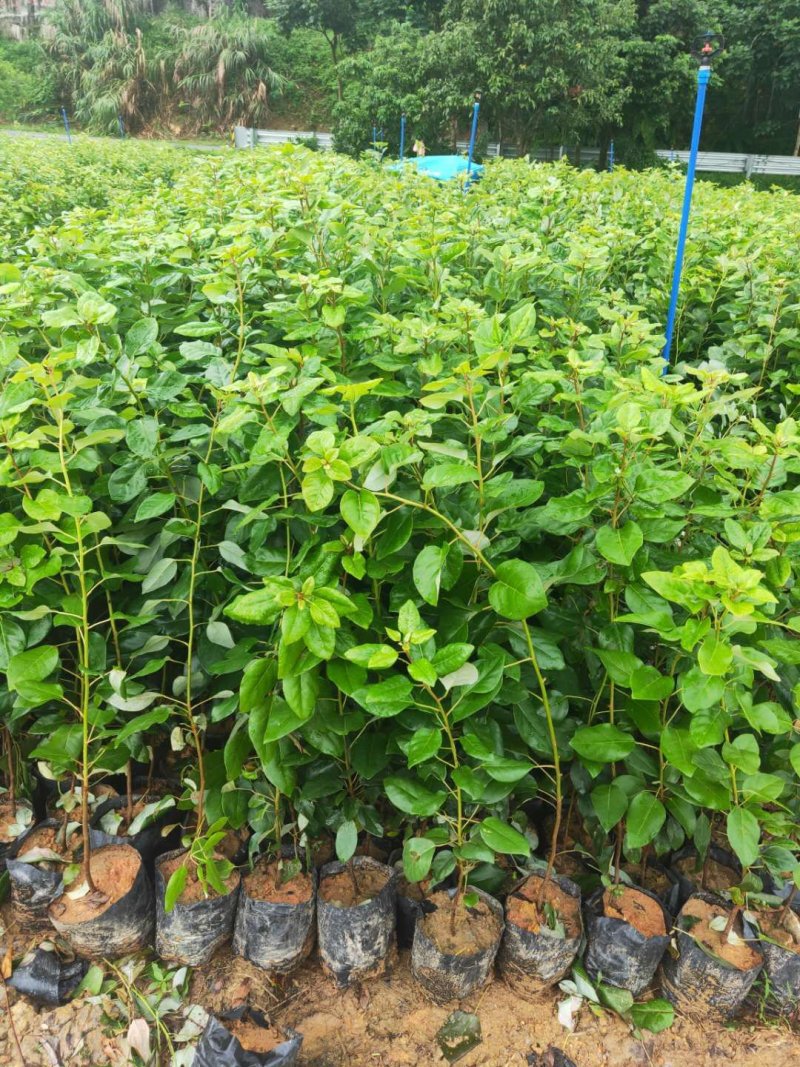 红花荷红苞木大袋杯苗70公分起