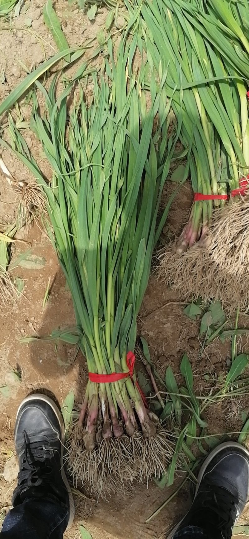红根蒜苗