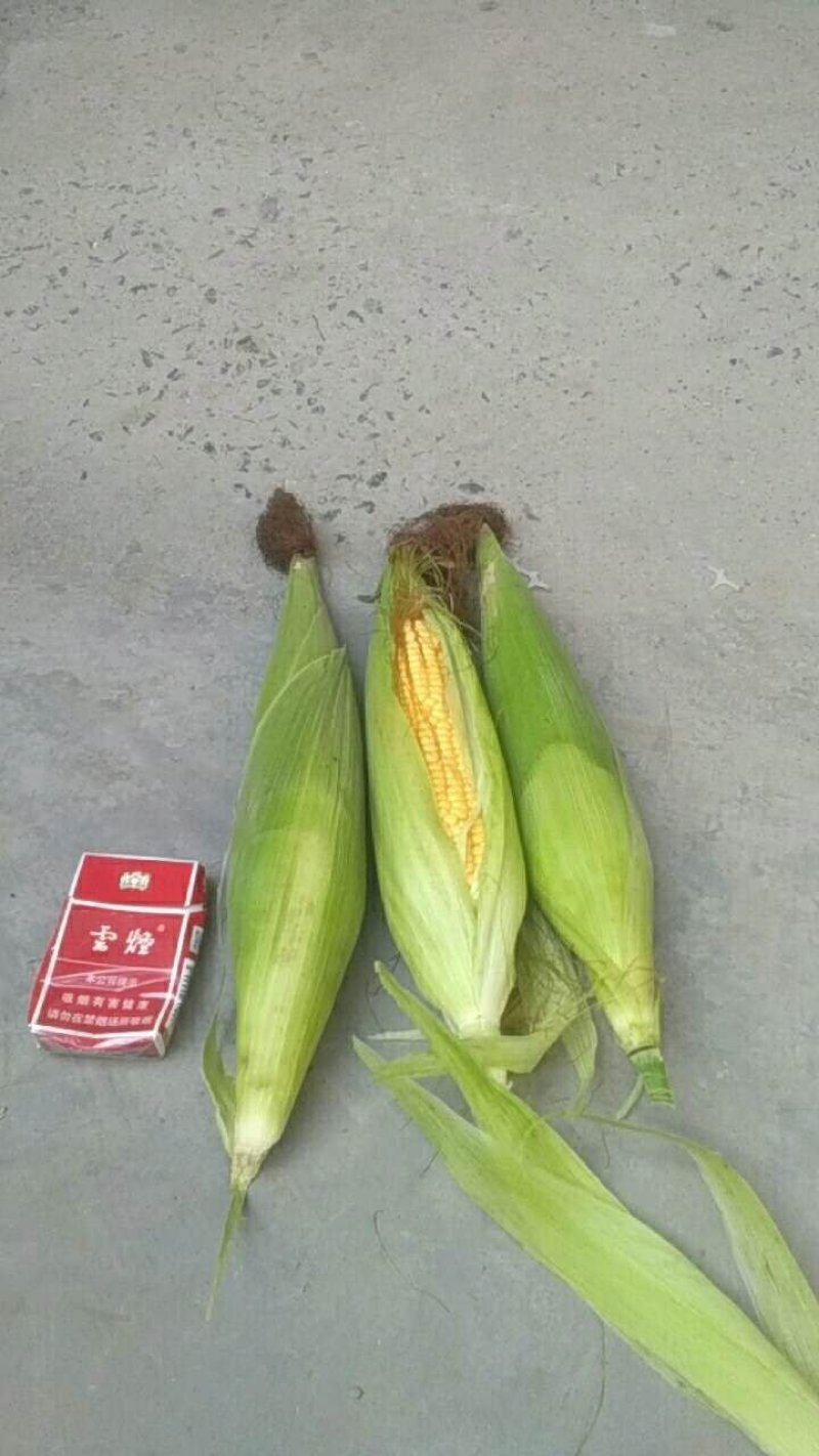 五百亩鲜玉米，个大，皮青无虫眼，一条龙服务。