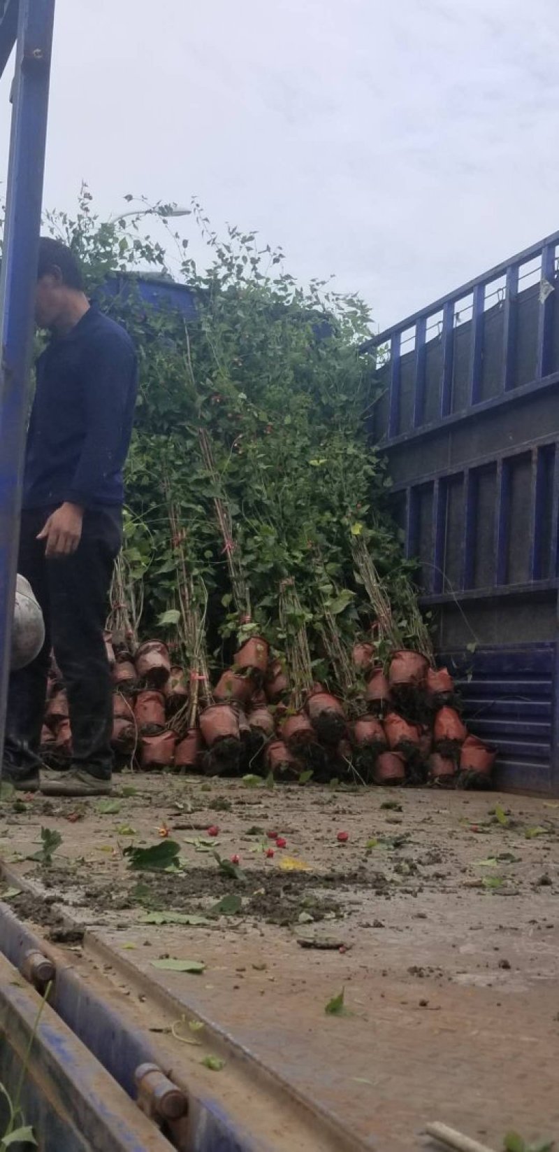 精品灯笼花，灯笼花基地。