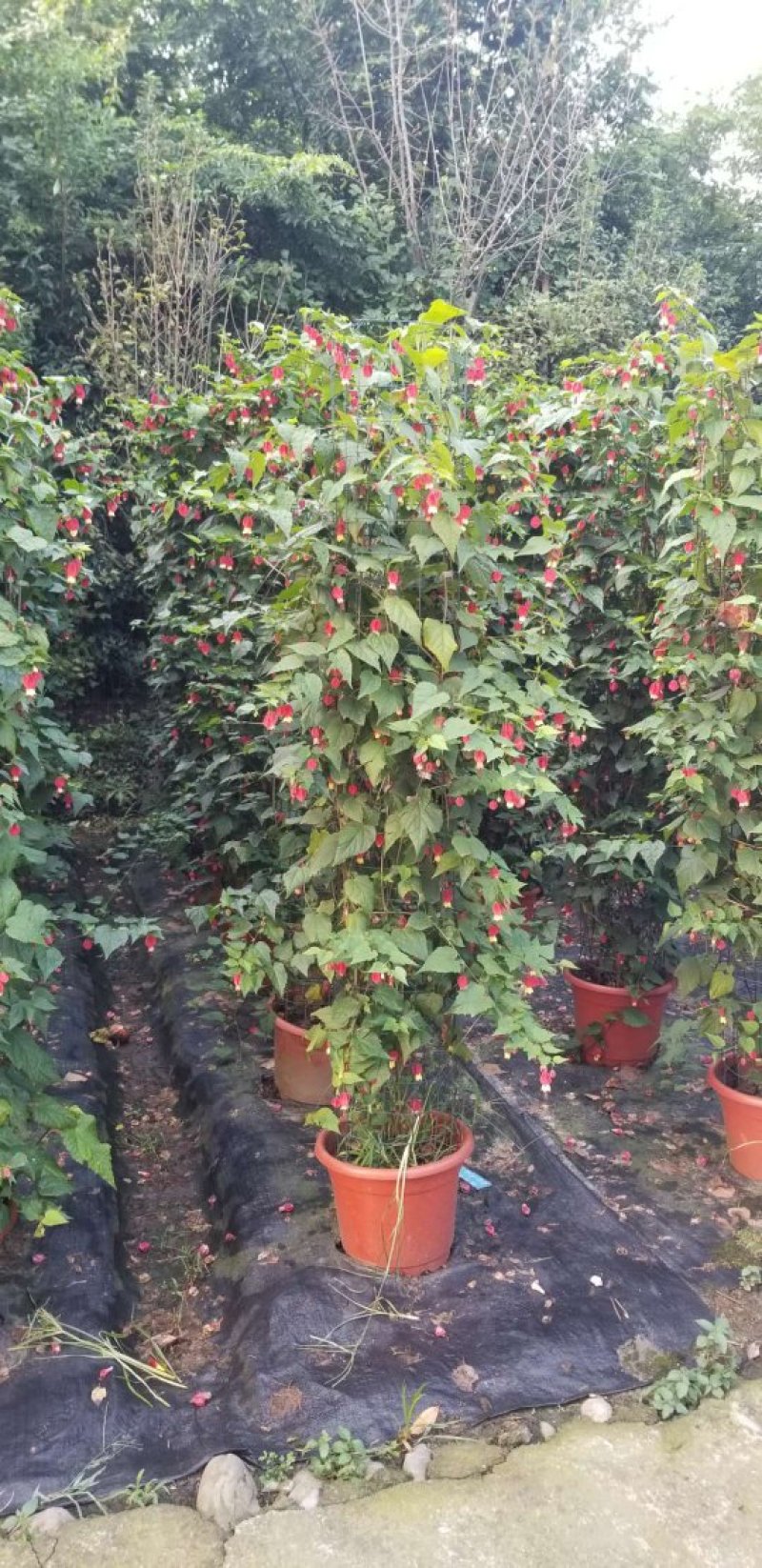 精品灯笼花，灯笼花基地。