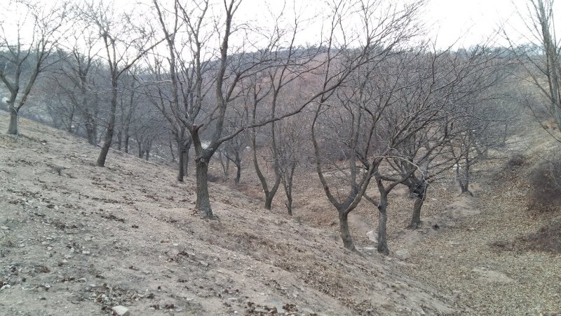 300亩山地转让或合作，证件齐全