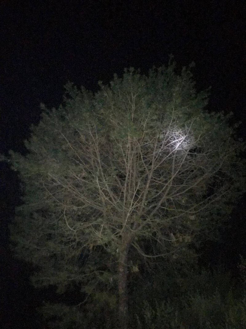 常年供应白皮松绿化工程种苗红叶石楠！桂花丹桂！