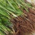 小叶仙茅药典指定品种含量够易存活欢迎老板采购