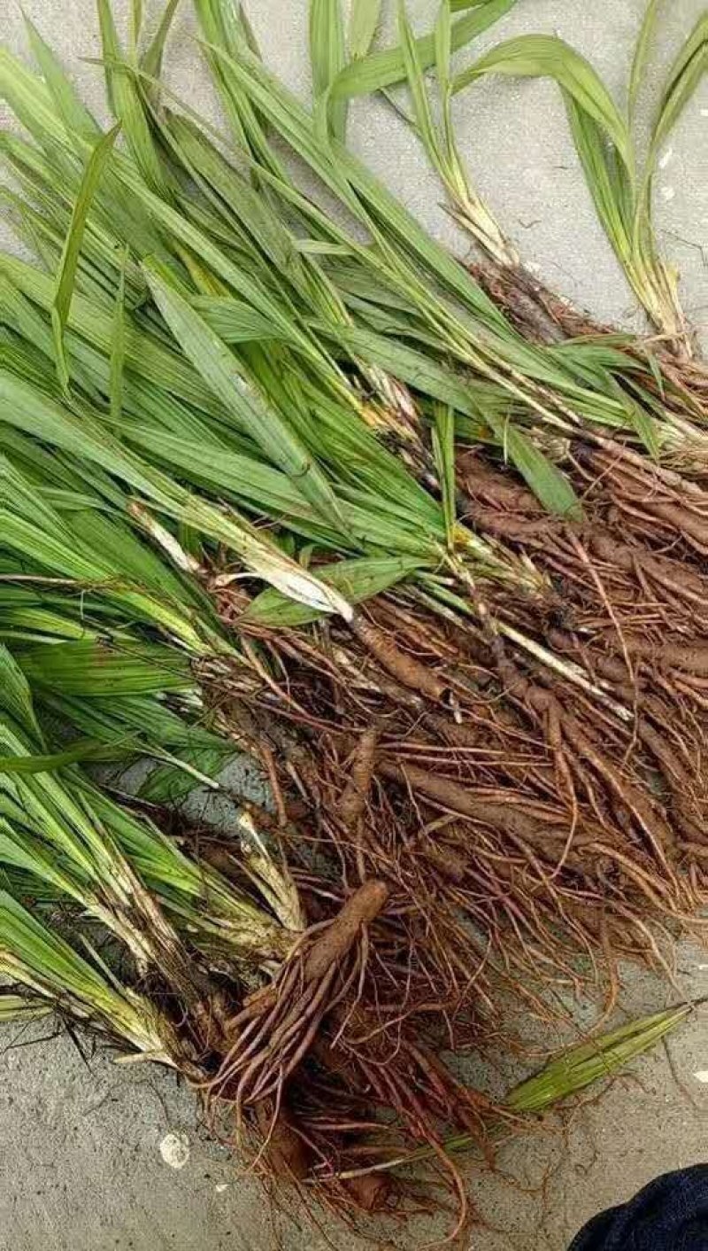 小叶仙茅药典指定品种含量够易存活欢迎老板采购