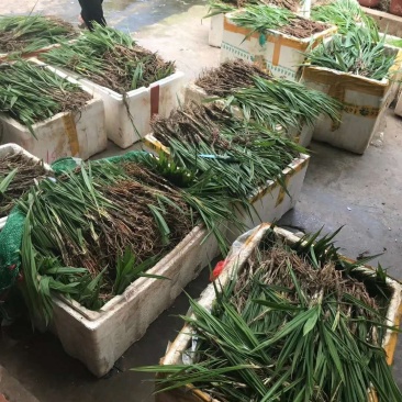 小叶仙茅药典指定品种含量够易存活欢迎老板采购