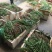 小叶仙茅药典指定品种含量够易存活欢迎老板采购