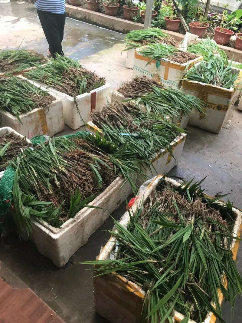 小叶仙茅药典指定品种含量够易存活欢迎老板采购