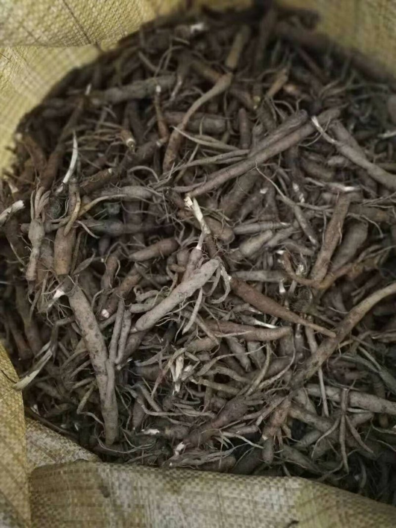 小叶仙茅药典指定品种含量够易存活欢迎老板采购