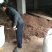 四川野生旱半夏种球种子种苗欢迎采购量大从优