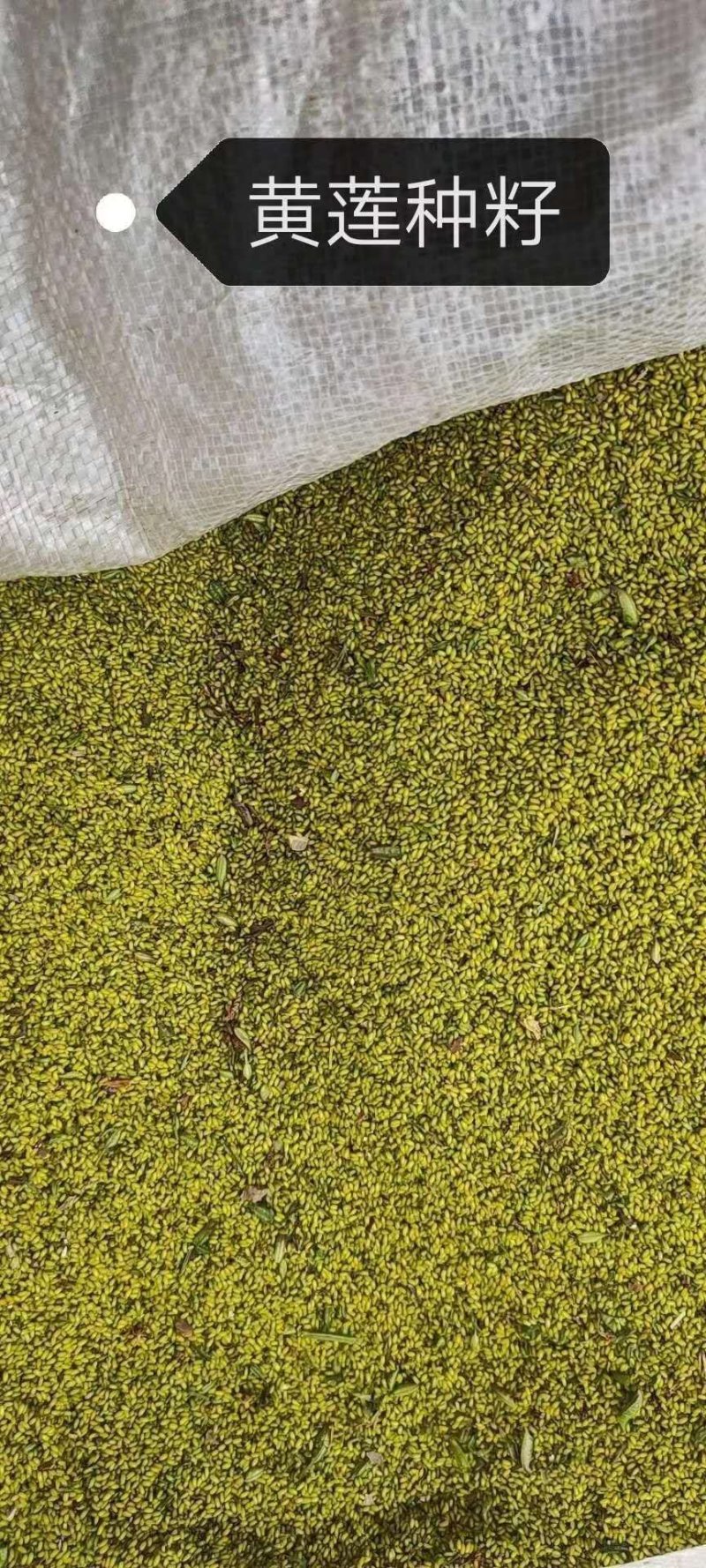 鸡爪黄连苗仿野生种植种植免费提供专业技术