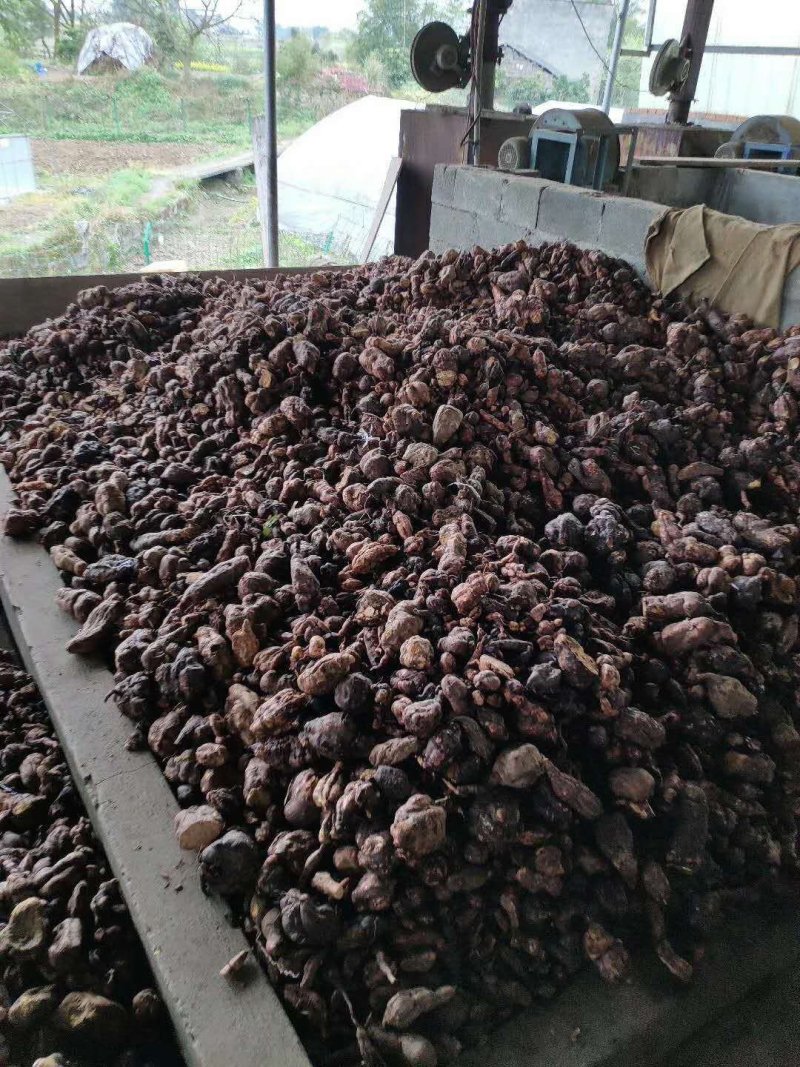 何首乌种苗夜交藤简单不复杂产量高易存活。
