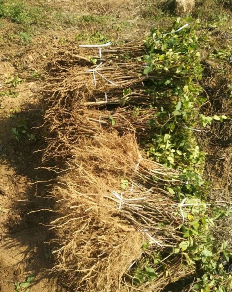 川金银花四季金银花免费提供技术后期包回收