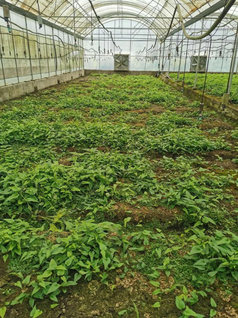 对叶百部种苗免费提供技术后期包回收欢迎大家采购