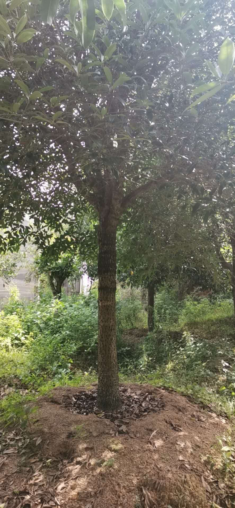 桂花