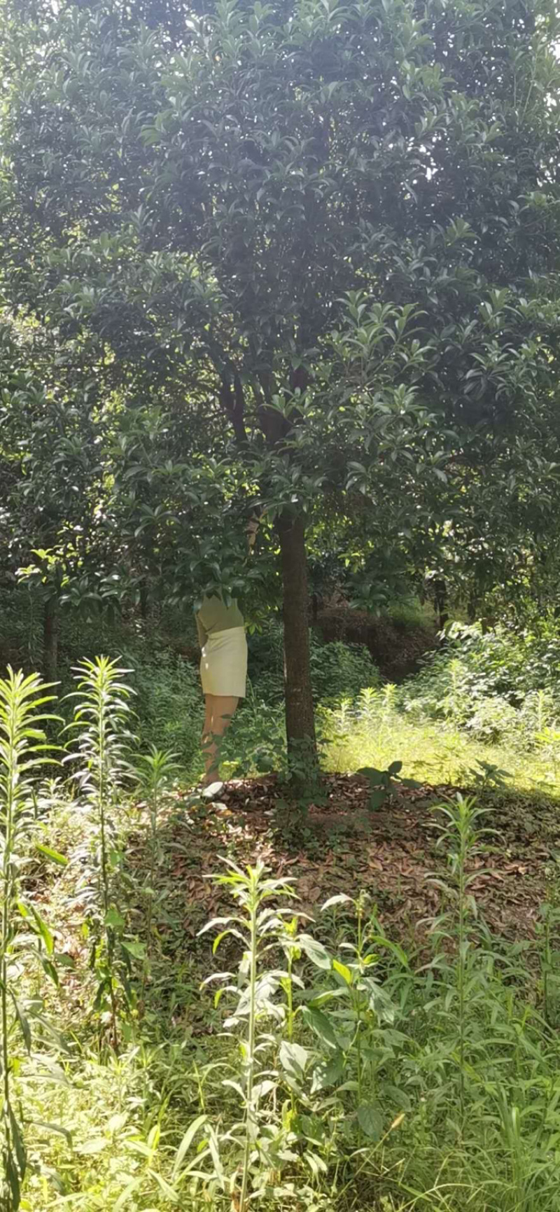 桂花