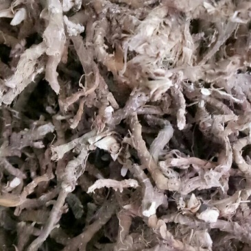 石菖蒲根须干净无杂质
