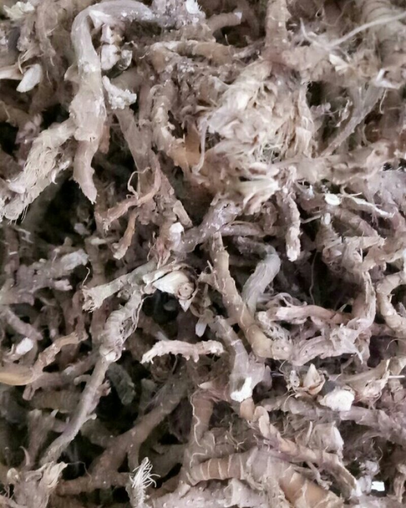 石菖蒲根须干净无杂质