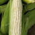 精品白糯玉米鲜玉米基地种植价格实惠
