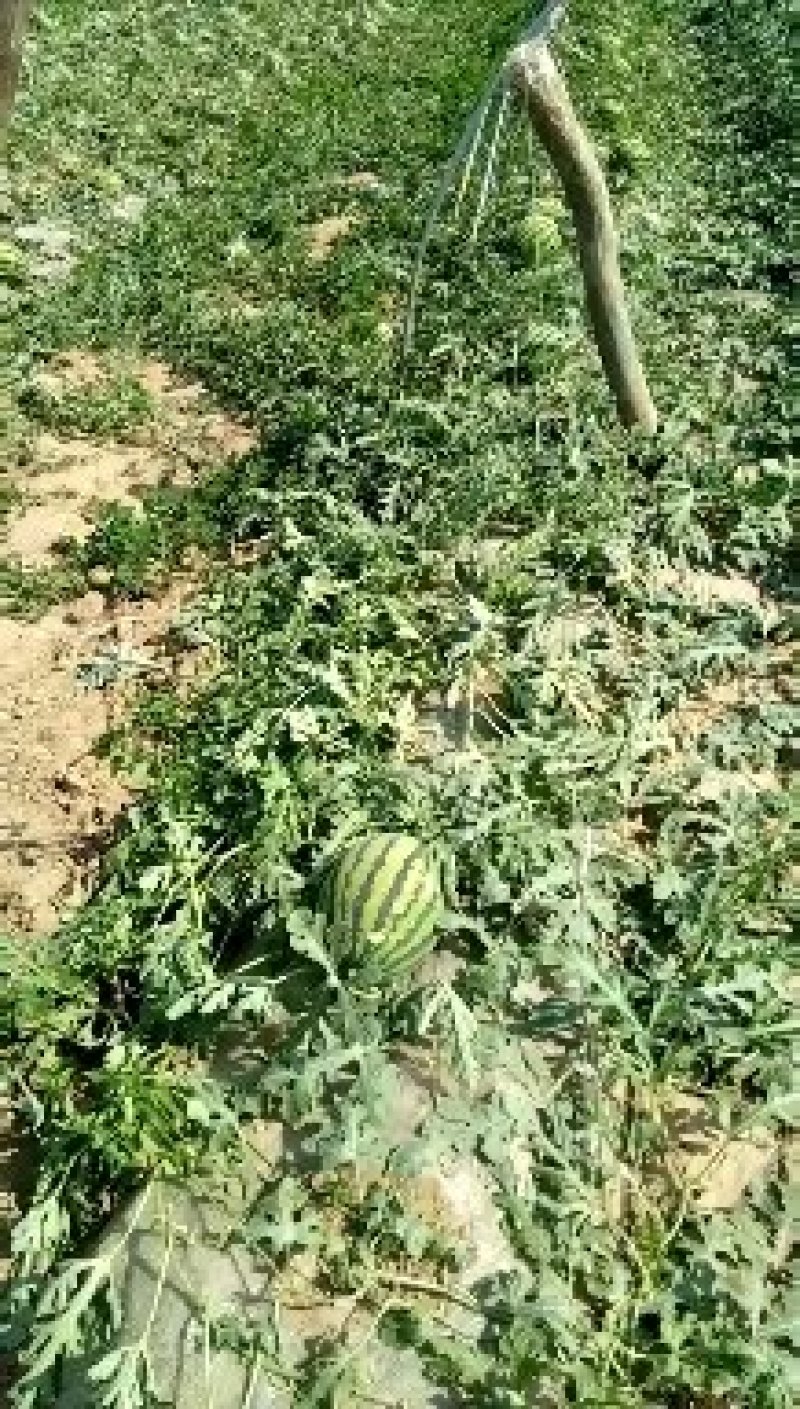 甜王西瓜批发基地，西瓜基地批发价格，精品西瓜批发
