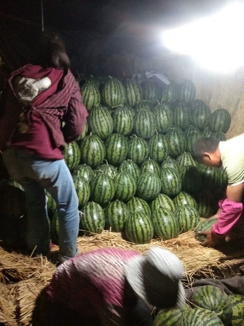 甜王西瓜批发基地，西瓜基地批发价格，精品西瓜批发
