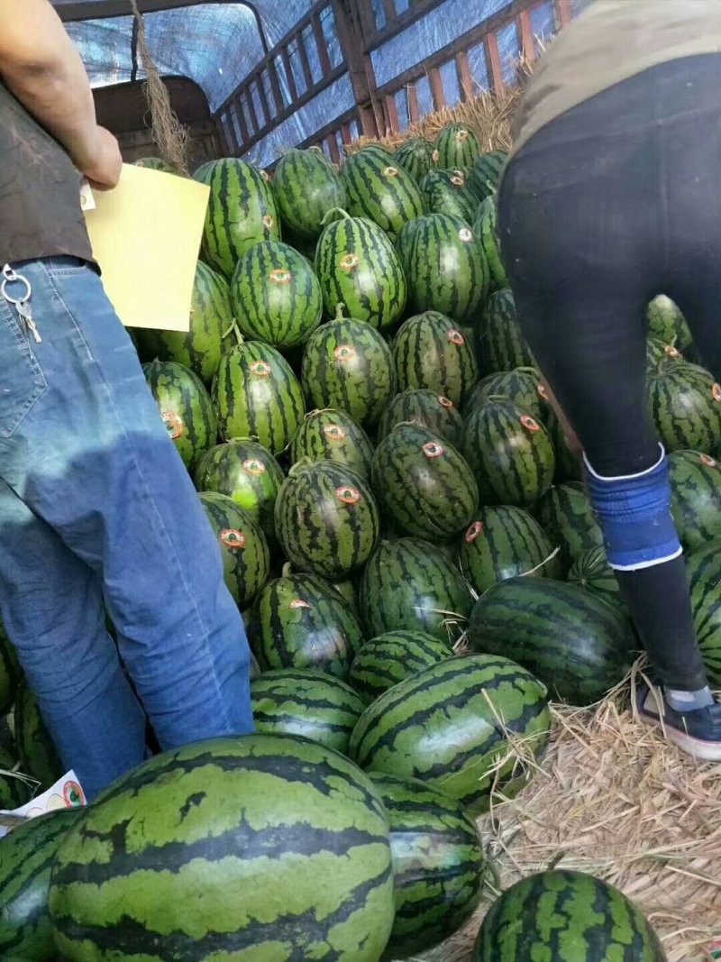 甜王西瓜批发基地，西瓜基地批发价格，精品西瓜批发