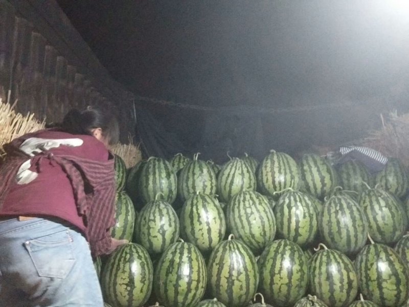 甜王西瓜批发基地，西瓜基地批发价格，精品西瓜批发