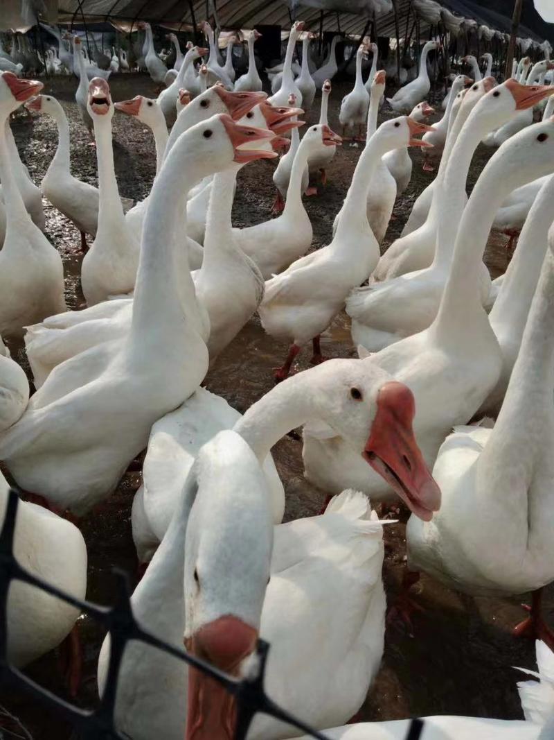 浙东白鹅苗合作养殖，提供前期饲料，包技术，上门回收