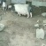 小香猪15斤左右的多少钱藏香猪种苗20斤的多少钱