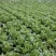 白菜四川高山大白菜大量上市质量保证一条龙服务