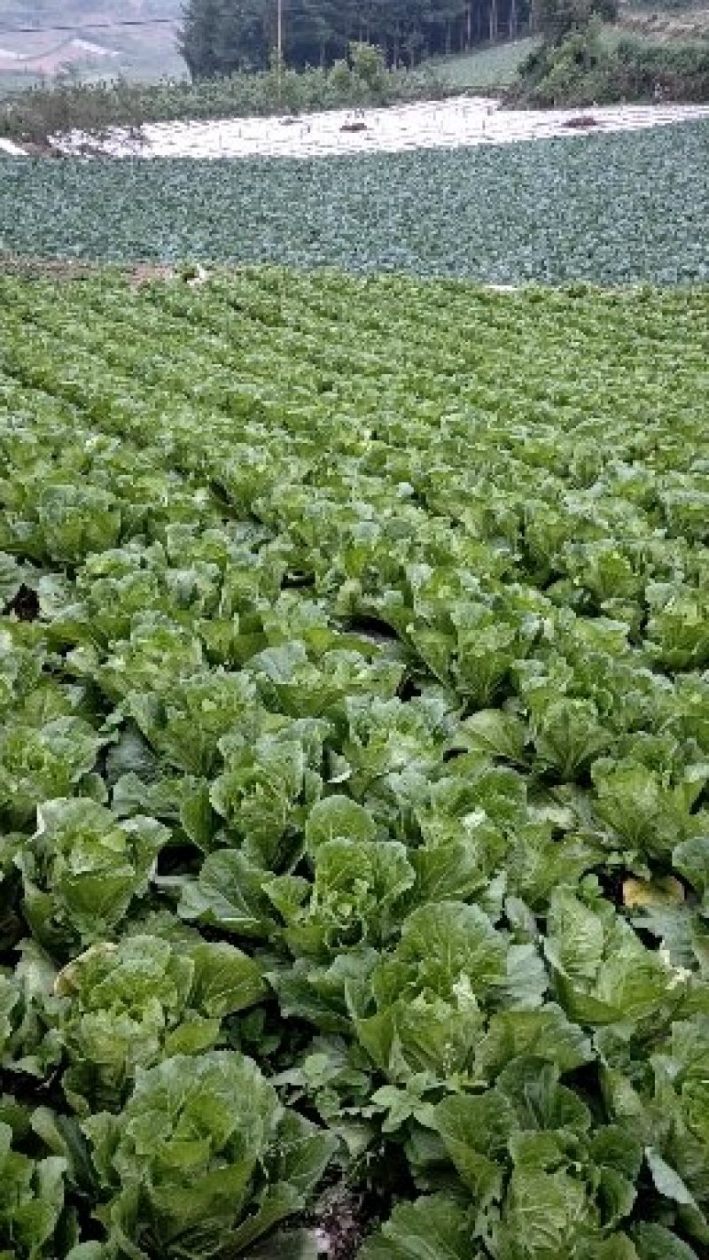 白菜四川高山大白菜大量上市质量保证一条龙服务
