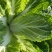 白菜四川高山大白菜大量上市质量保证一条龙服务
