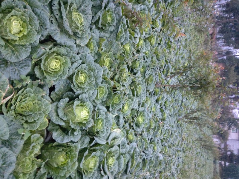 白菜四川高山大白菜大量上市质量保证一条龙服务
