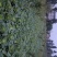 白菜四川高山大白菜大量上市质量保证一条龙服务