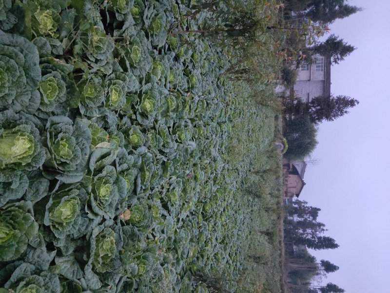 白菜四川高山大白菜大量上市质量保证一条龙服务